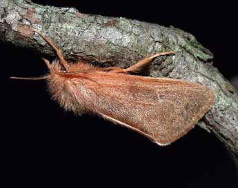 Ocneria rubea D. & S. adulte - ©Philippe Mothiron