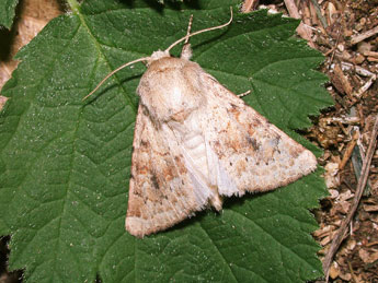 Luperina rubella Dup. adulte - Philippe Mothiron