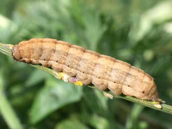  Chenille de Diarsia rubi Vieweg - ©Serge Wambeke