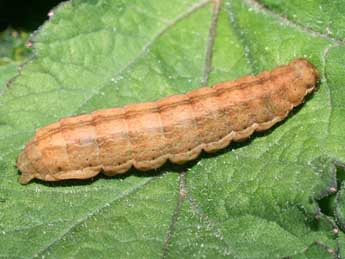  Chenille de Diarsia rubi Vieweg - ©Serge Wambeke