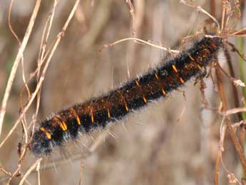  Chenille de Macrothylacia rubi L. - ©Philippe Mothiron