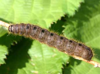  Chenille de Conistra rubiginea D. & S. - ©Serge Wambeke