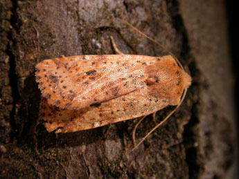 Conistra rubiginea D. & S. adulte - Philippe Mothiron