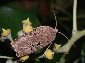 Conistra rubiginosa Scop. adulte - Philippe Mothiron