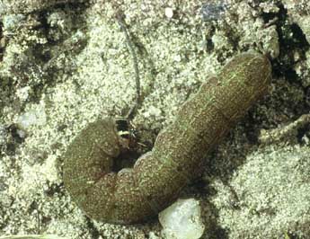  Chenille de Conistra rubiginosa Scop. - ©Philippe Mothiron