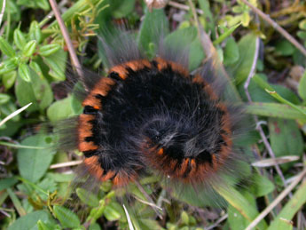  Chenille de Macrothylacia rubi L. - ©Philippe Mothiron