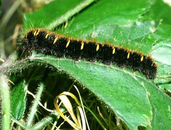  Chenille de Macrothylacia rubi L. - Philippe Mothiron