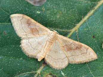 Idaea rubraria Stgr adulte - ©Daniel Morel