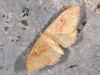 Idaea rubraria Stgr adulte - Philippe Mothiron