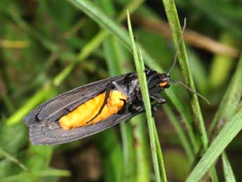 Atolmis rubricollis L. adulte - ©Philippe Mothiron