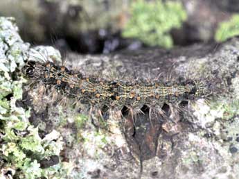  Chenille de Atolmis rubricollis L. - ©Philippe Mothiron