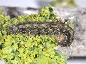  Chenille de Atolmis rubricollis L. - Philippe Mothiron