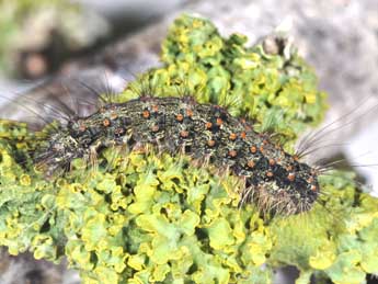  Chenille de Atolmis rubricollis L. - ©Philippe Mothiron