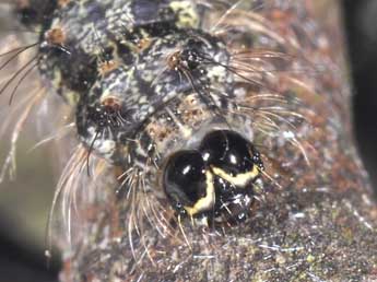  Chenille de Atolmis rubricollis L. - Philippe Mothiron