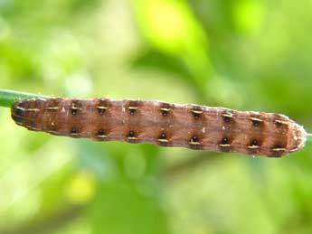  Chenille de Cerastis rubricosa D. & S. - ©Raymond Villatte