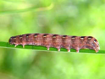  Chenille de Cerastis rubricosa D. & S. - ©Raymond Villatte