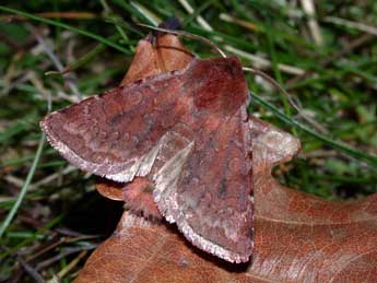 Cerastis rubricosa D. & S. adulte - ©Philippe Mothiron