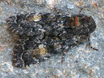 Apamea rubrirena Tr. adulte - Daniel Morel