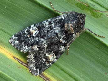 Apamea rubrirena Tr. adulte - Daniel Morel