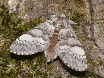 Drymonia ruficornis Hfn. adulte - Philippe Mothiron