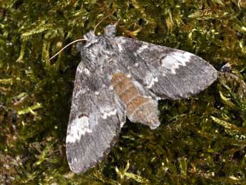 Drymonia ruficornis Hfn. adulte - Philippe Mothiron