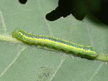  Chenille de Drymonia ruficornis Hfn. - ©Philippe Mothiron