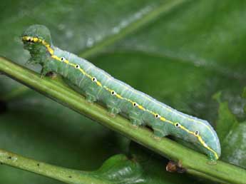  Chenille de Drymonia ruficornis Hfn. - ©Philippe Mothiron