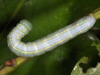  Chenille de Drymonia ruficornis Hfn. - Philippe Mothiron