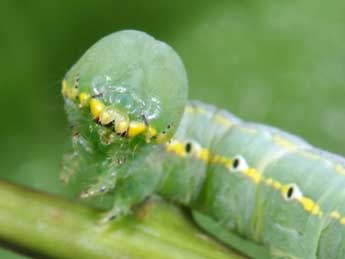  Chenille de Drymonia ruficornis Hfn. - Philippe Mothiron