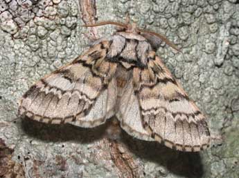 Drymonia ruficornis Hfn. adulte - Philippe Mothiron