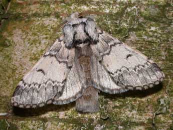 Drymonia ruficornis Hfn. adulte - ©Philippe Mothiron