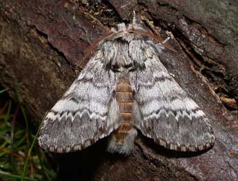 Drymonia ruficornis Hfn. adulte - ©Philippe Mothiron