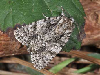 Acronicta rumicis L. adulte - ©Philippe Mothiron