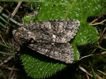 Acronicta rumicis L. adulte - Philippe Mothiron