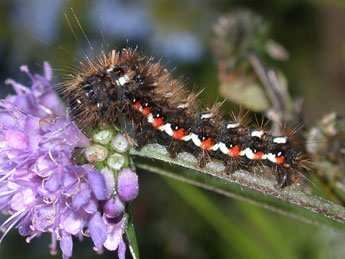  Chenille de Acronicta rumicis L. - ©Philippe Mothiron