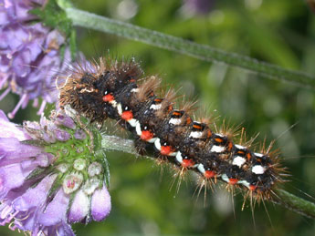  Chenille de Acronicta rumicis L. - ©Philippe Mothiron