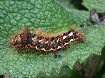  Chenille de Acronicta rumicis L. - ©Philippe Mothiron