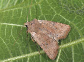 Spudaea ruticilla Esp. adulte - Philippe Mothiron