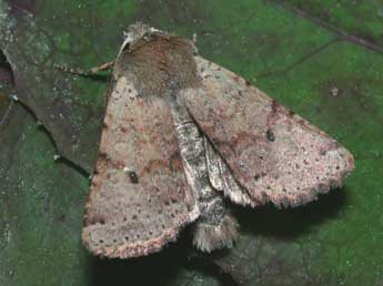 Spudaea ruticilla Esp. adulte - Philippe Mothiron