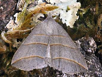 Colobochyla salicalis D. & S. adulte - Daniel Morel