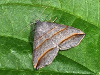 Colobochyla salicalis D. & S. adulte - Philippe Mothiron