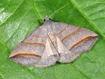 Colobochyla salicalis D. & S. adulte - Philippe Mothiron