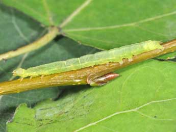  Chenille de Colobochyla salicalis D. & S. - ©Philippe Mothiron