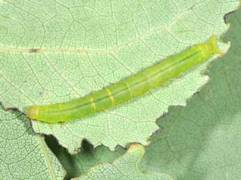  Chenille de Colobochyla salicalis D. & S. - Philippe Mothiron