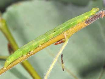  Chenille de Colobochyla salicalis D. & S. - Philippe Mothiron