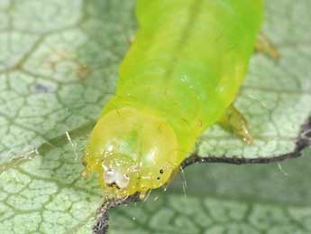  Chenille de Colobochyla salicalis D. & S. - Philippe Mothiron