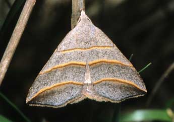 Colobochyla salicalis D. & S. adulte - Franois Spill