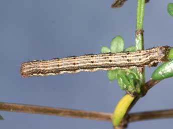  Chenille de Coenotephria ablutaria Bsdv. - Lionel Taurand