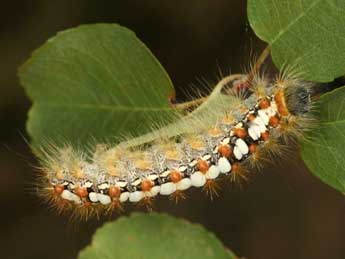  Chenille de Leucoma salicis L. - ©Daniel Morel