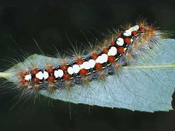  Chenille de Leucoma salicis L. - Stphane Grenier